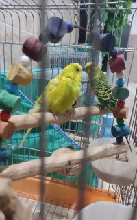فروش مرغ عشق