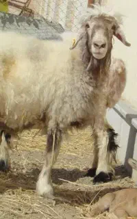 قصابی گوسفند زنده
