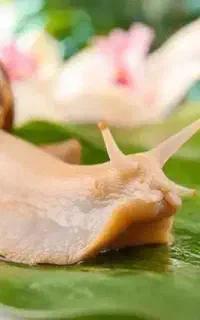 حلزون بالغ ومولد آچاتینا(فولیکا) و خاویار