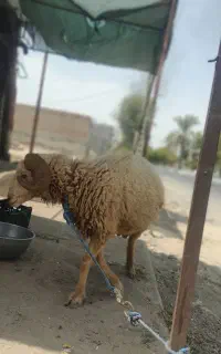قوچ بزرگ فروشی