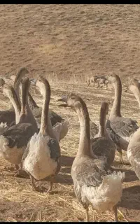غوغاز اصل افریقایی سنگین وزن