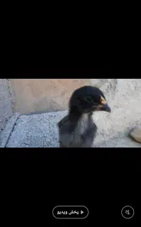 جوجه خروس لاری اوشامو دوهفته ای