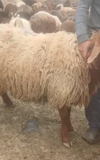 قوچهتروافشار