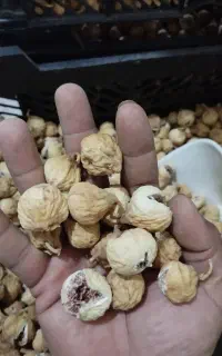 انجیر استهبان درجه یک