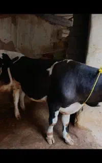 گاو نر نژاد هلشتاین