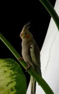 یک عدد عروس هلندی گم شده به یابنده مژدگانی هم میدم