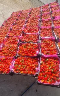 نیازمند نیروی کمکی خانم برای دکه داری توت فرنگی