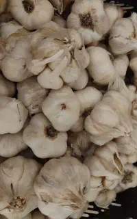 سیر محلی
