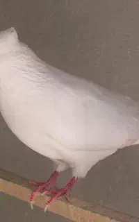 کبوتر(کفتر)