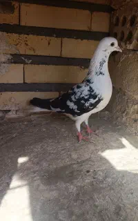 کفتر صیدپرشی مفت