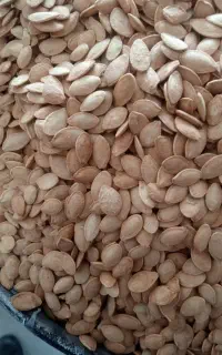پخش تخمه خارجی کاندای
