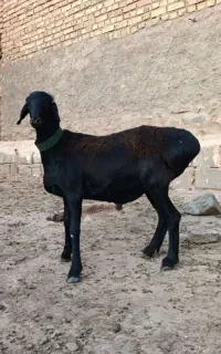 بره چینی مشکی
