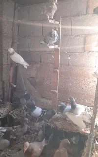 کبوتر مسافتی و طوقی هفرنگ