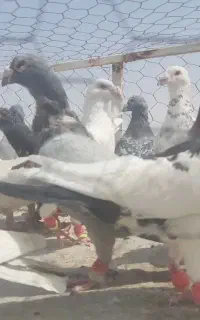 ۲۶ نر کفتر پرشی فروشی (قاین)