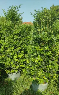 یاس هلندی جعبه ۴۰ ، یاس هلندی ۱۲