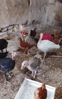 تعدادی مرغ