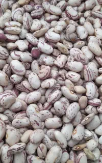 لوبیا چیتی پاکوتاه