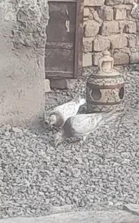 پرنده هفترنگ