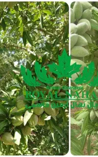 فروش نهال بادام آذر پربار ومقاوم به سرما