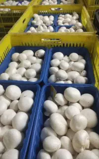استخدام کارگر خانم قارچ چینی