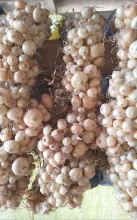 پیاز دوی ، رب الوچه ، رب انار و..‌