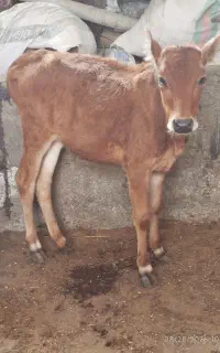 گوساله دورگ محلی