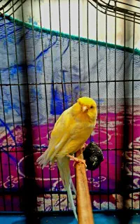 قناری نر  رسمی بلنده