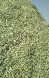 کاه یونجه