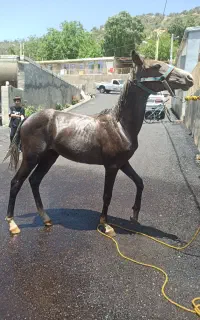 کره مادیون
