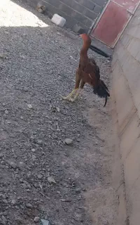 جوجه خروس لاری