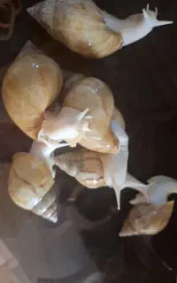 حلزون آچاتینا