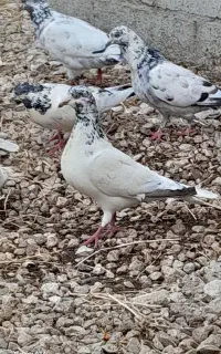 کبوتر