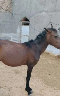 کره ماده اسب ۹ ماه