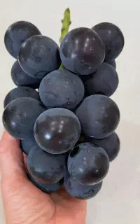 نهال کشت بافت مهندس آرمان