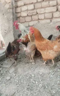 مرغ خروس طبیعی