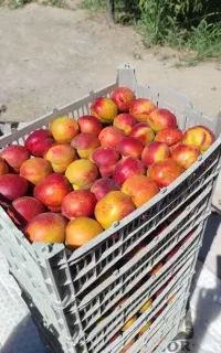 شلیل مغان