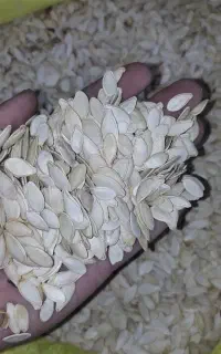 کدو خام مخصوص