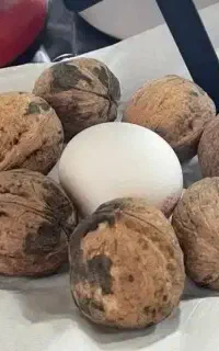 نهال انار بی هسته پسته خوشه ای ارسال به سراسر کشور
