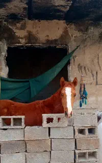 کره اسب نر