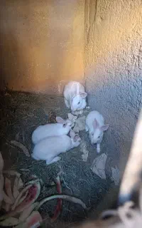 بچه خرگوش سفید
