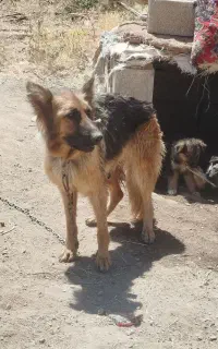 سگ ژرمن