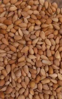 بادام