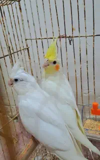 عروس هلندی جفت