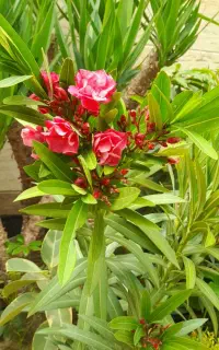 گل سیدی  پر از غنچه  بادوام لطفا ورق بزن