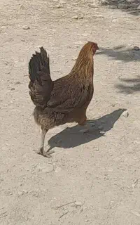 مرغ محلی