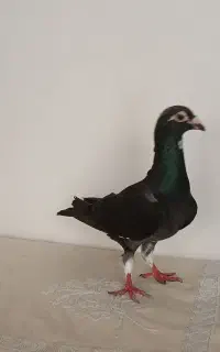 کبوتر دورگ