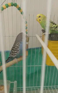 مرغ عشق زیبا جفت