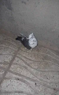 یک جفت طوقی ۱۰۰۰۰۰و کاشنی ها ۶۰۰با مرغ محلی