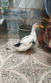 اردک