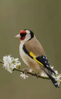 سهره (سیره)